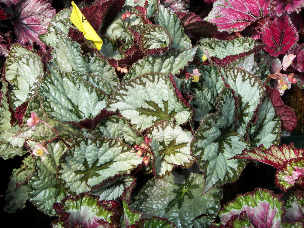 B. ‘Silver Queen’
